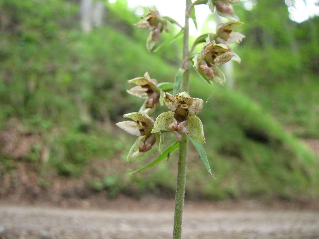 Epipactis 2: viridiflora?